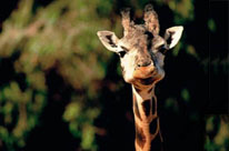 Perth limousine service to the Perth Zoo wa. Return Perth limousine service transfers for then end of night also provided.