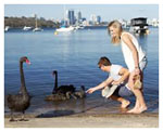 Perth half day tours. Swan River Limousine Perth day tour city by Showtime Chauffeur charter tours